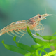 Image for article titled Shrimp Assumed Visible String Of Shit Would Go Further In Deterring Predators